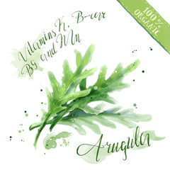 Watercolor organic health food for vegetarians and health care. Fresh raw arugula