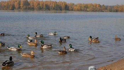Wild ducks on the lake.