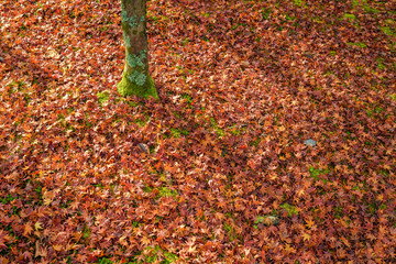 Bed of red autumn leaves, Japan