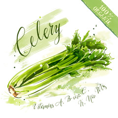 Watercolor organic health food for vegetarians and health care. Fresh raw celery