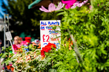 Shallow focus, isolated image of a generic English Pound Sterling sign seen located at a flower stall in a typical English market down in early summer.