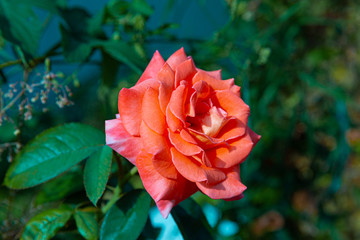 red rose in the garden