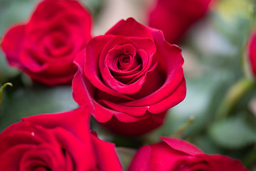 Beautiful red roses close up. Copy space.