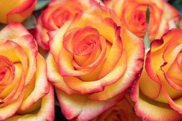 Beautiful red and yellow roses with a large Bud. Close up. Copy space.