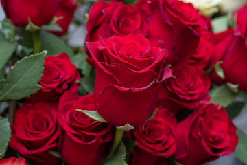 Obraz na płótnie Canvas Beautiful red roses close up. Copy space.