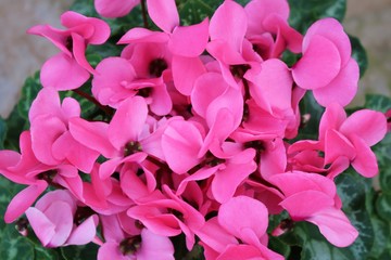 しくらめん　花　ピンク