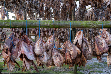 Fisch hängt zum Trocknen an der frischen Luft auf Fischgestellen zur Herstellung des luftgetrockneten Stockfischs nahe Hafnarfjörður/Hafnarfjördur. 