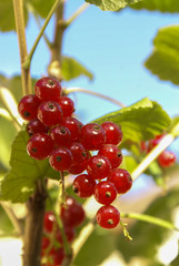 Bouquet of red currant berries (Ribes rubrum) on a branch with leaves close-up.