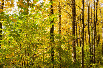 Fototapeta premium Natures beauty with high rise trees sunlight effect down from trees to earth giving perfect look of forest best to spend some lonely time within this amazing natures beauty.
