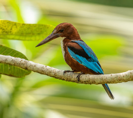 kingfisher on a branch of temple tree