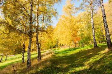 Beautiful morning scene in the forest with sun rays and long shadows