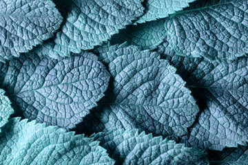 Mint leaves background.