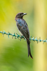 roller bird on the barb wire