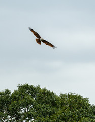 bald eagle in flight