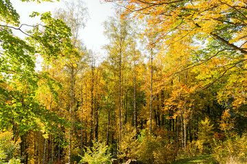 Autumn forest trees. Nature green wood sunlight backgrounds.