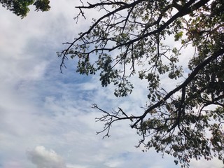 tree in the sky