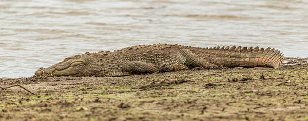 crocodile on the shore