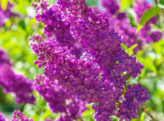 Lilac bushe in spring blooming