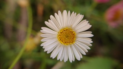 Fototapeta premium White daisy with unfocused background .