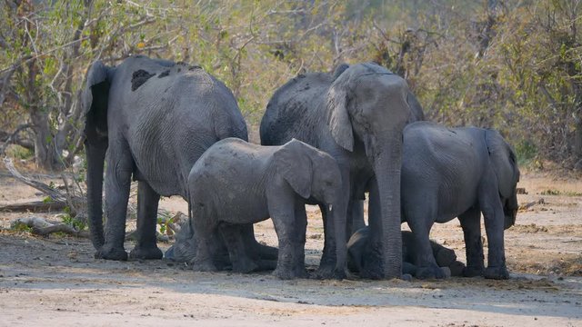 Elephant Breeding Herd in the Shade of a Tree in Moremi Game Reserve, Okavango Delta, Botswana, Africa