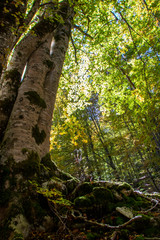 Obraz premium Abruzzo national park