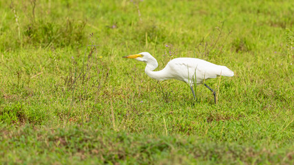 great white egret in grass