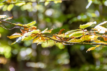 fall foliage