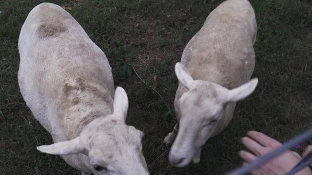 Closeup View of person petting sheep through fence. The sheep smells person's hand. 