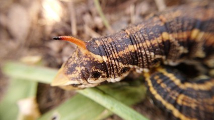 Obraz premium Caterpillar ass with skewer.