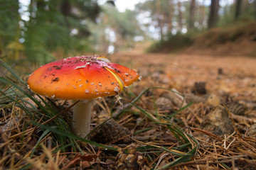 Poisonous mushroom on an autumnal path