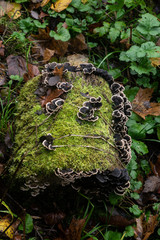 Old tree stumpt with mushrooms