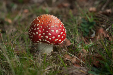 Closeup of amanita muscaria mushroom in a meadow