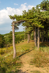 The pinewoods at Formby in Merseyside on a sunny summers evening