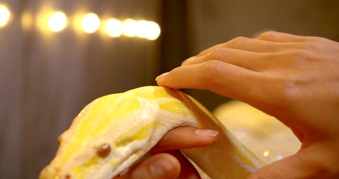 woman is stroking large yellow python with red eyes, closeup of hands, danger trick in circus