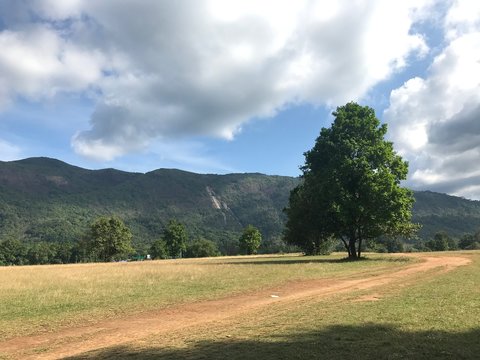 tree in the field