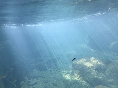 fish in the sea