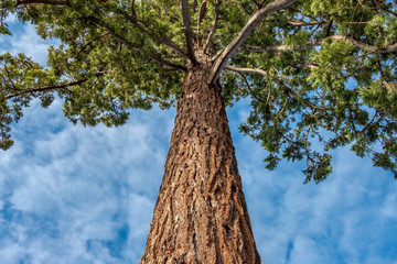 Fototapeta premium Vertical view of an old and very tall Pine Tree showing details of its tall trunk and bark. A canopy of pine branches and leaves can be seen at the top of this magnificent tree.