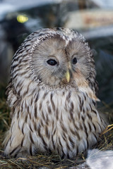 Beautiful owl from the zoo