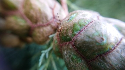 Insect in a cypress seed.