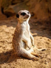 Fototapeta premium Meerkat sitting in the sand