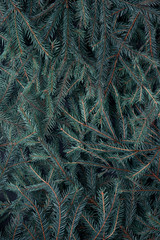 Naklejka na ściany i meble Creative green background from branches of spruce
