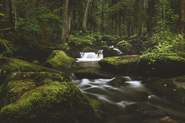 Dark and moody edit of a little creek in a magical fantasy forest in bavaria. Spooky mystical feeling. Romantic fern, deadwood and roots.