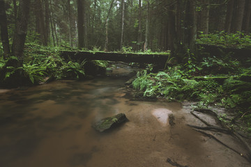 Dark and moody edit of a little creek in a magical fantasy forest in bavaria. Spooky mystical...