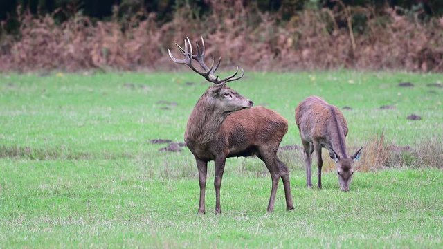 Red deer male is calling on the meadow, mating season, autumn, germany, (cervus elaphus)