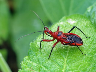 Red insects on the leaves of the garden plant