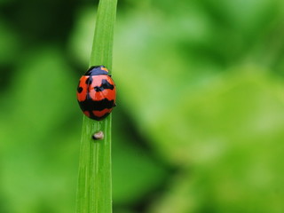 Red ladybug, black spots on green vegetables