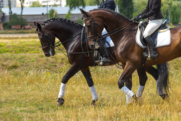 Two riders in the saddle, horses walk on the grass, part of the frame.