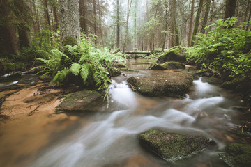 Obraz premium Dark and moody edit of a little creek in a magical fantasy forest in bavaria. Spooky mystical feeling. Rotten wooden bridge used by knights. Covered with fern and moss.