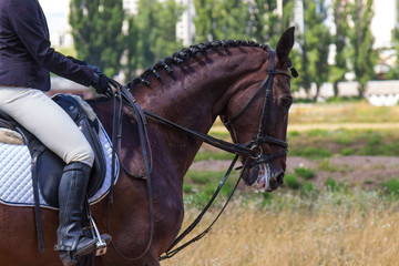 Rider in the saddle, the horse walks on the grass, part of the frame.