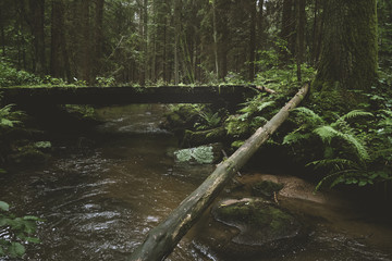 Dark and moody edit of a little creek in a magical fantasy forest in bavaria. Spooky mystical feeling. Rotten  wooden bridge used by knights. Covered with fern and moss.